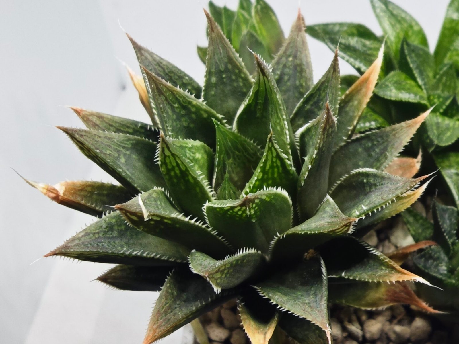 Haworthia Seedling MS383 Syoki x Rock Sugar - 6