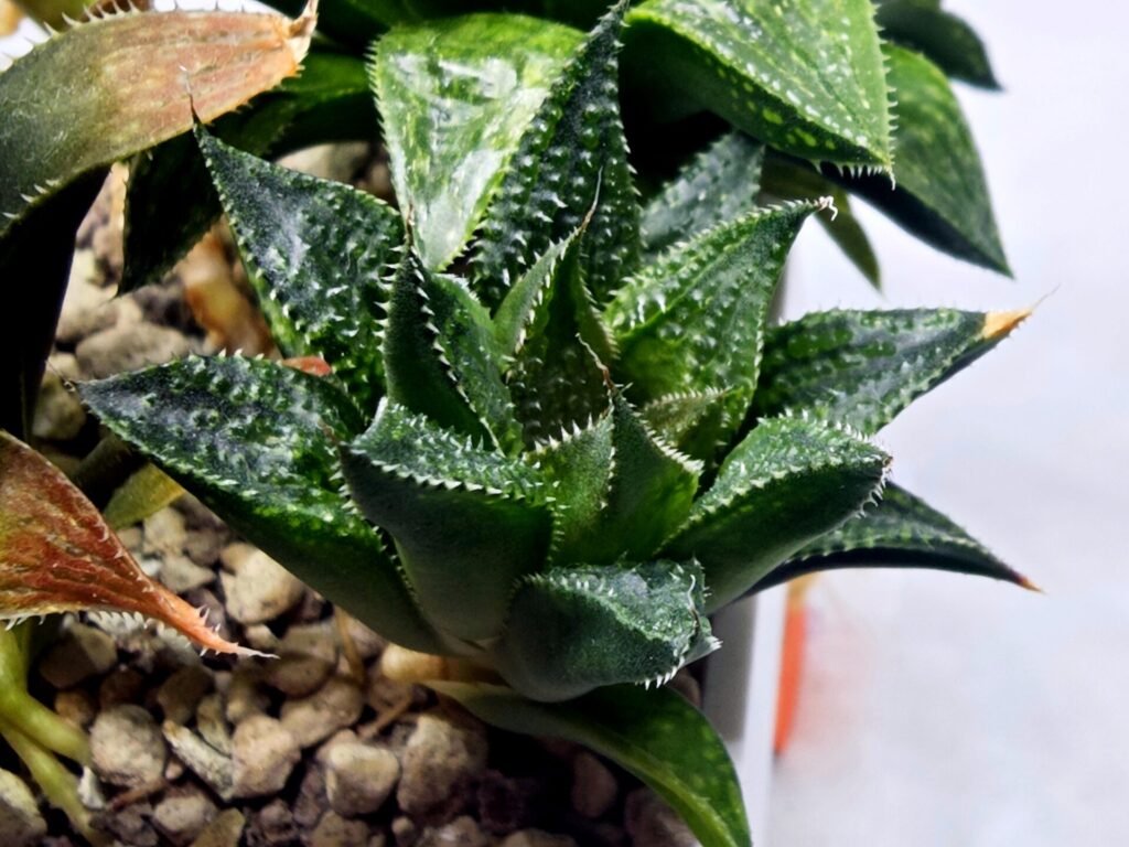 Home 2 Haworthia Seedling MS384 Syoki x Rock Sugar - 1