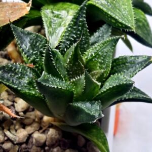 Haworthia Seedling MS384 Syoki x Rock Sugar - 1