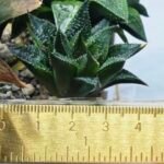 Haworthia Seedling MS384 Syoki x Rock Sugar - 2