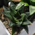 Haworthia Seedling MS384 Syoki x Rock Sugar - 3
