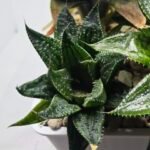 Haworthia Seedling MS384 Syoki x Rock Sugar - 4