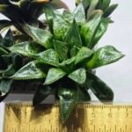 Haworthia Seedling MS385 Syoki x Rock Sugar - 1