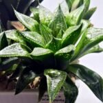Haworthia Seedling MS385 Syoki x Rock Sugar - 2