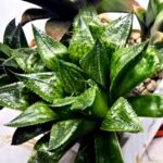 Haworthia Seedling MS385 Syoki x Rock Sugar - 3