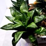 Haworthia Seedling MS385 Syoki x Rock Sugar - 4