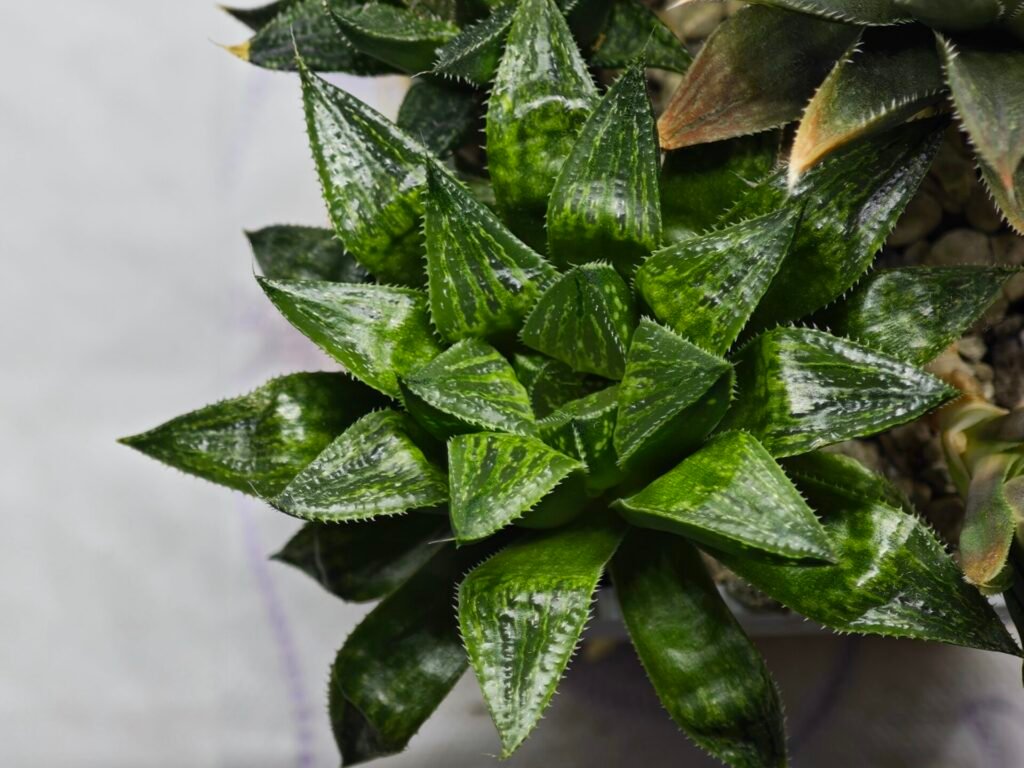 Home 3 Haworthia Seedling MS385 Syoki x Rock Sugar - 5
