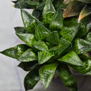 Haworthia Seedling MS385 Syoki x Rock Sugar - 5