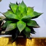 Haworthia Seedling MS382 Hikaru Genji x Marble - 1