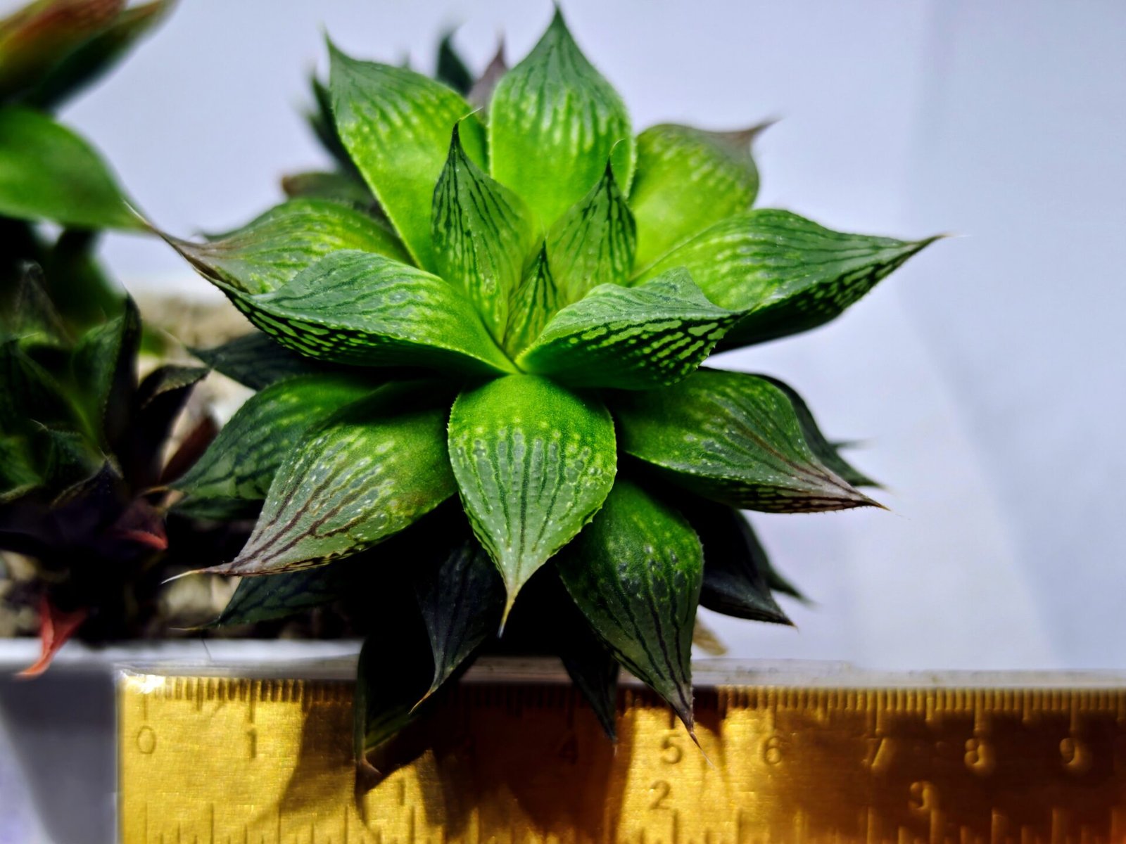 Haworthia Seedling MS382 Hikaru Genji x Marble - 1