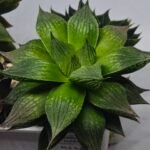 Haworthia Seedling MS382 Hikaru Genji x Marble - 2