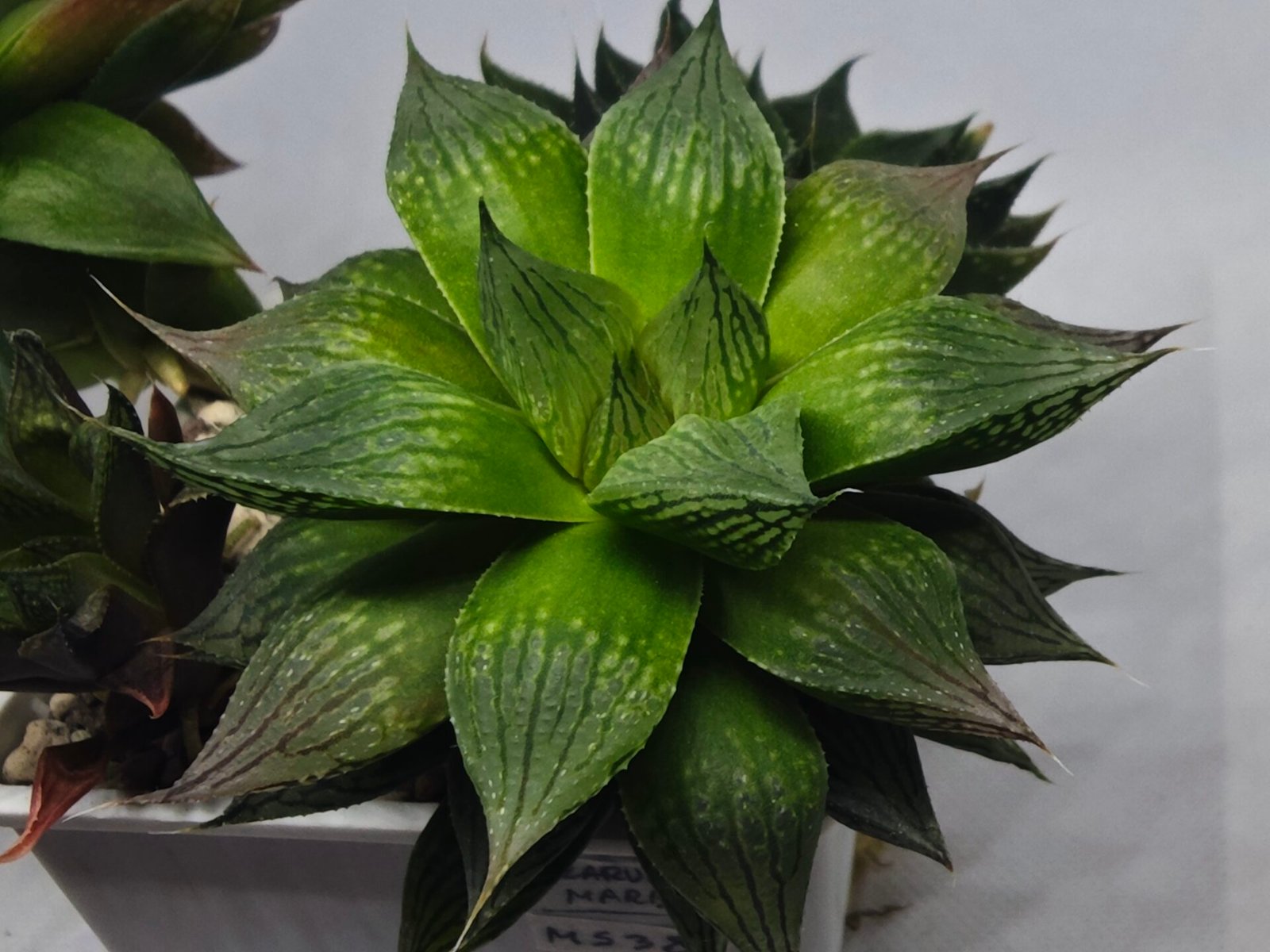 Haworthia Seedling MS382 Hikaru Genji x Marble - 2