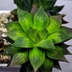 Haworthia Seedling MS382 Hikaru Genji x Marble - 3