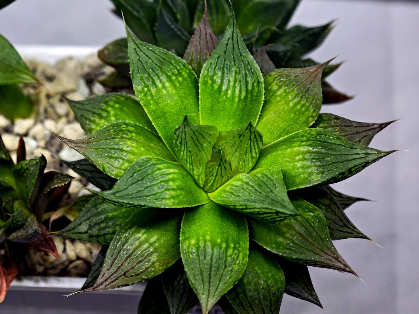 Haworthia Seedling MS382 Hikaru Genji x Marble - 3