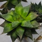 Haworthia Seedling MS382 Hikaru Genji x Marble - 4