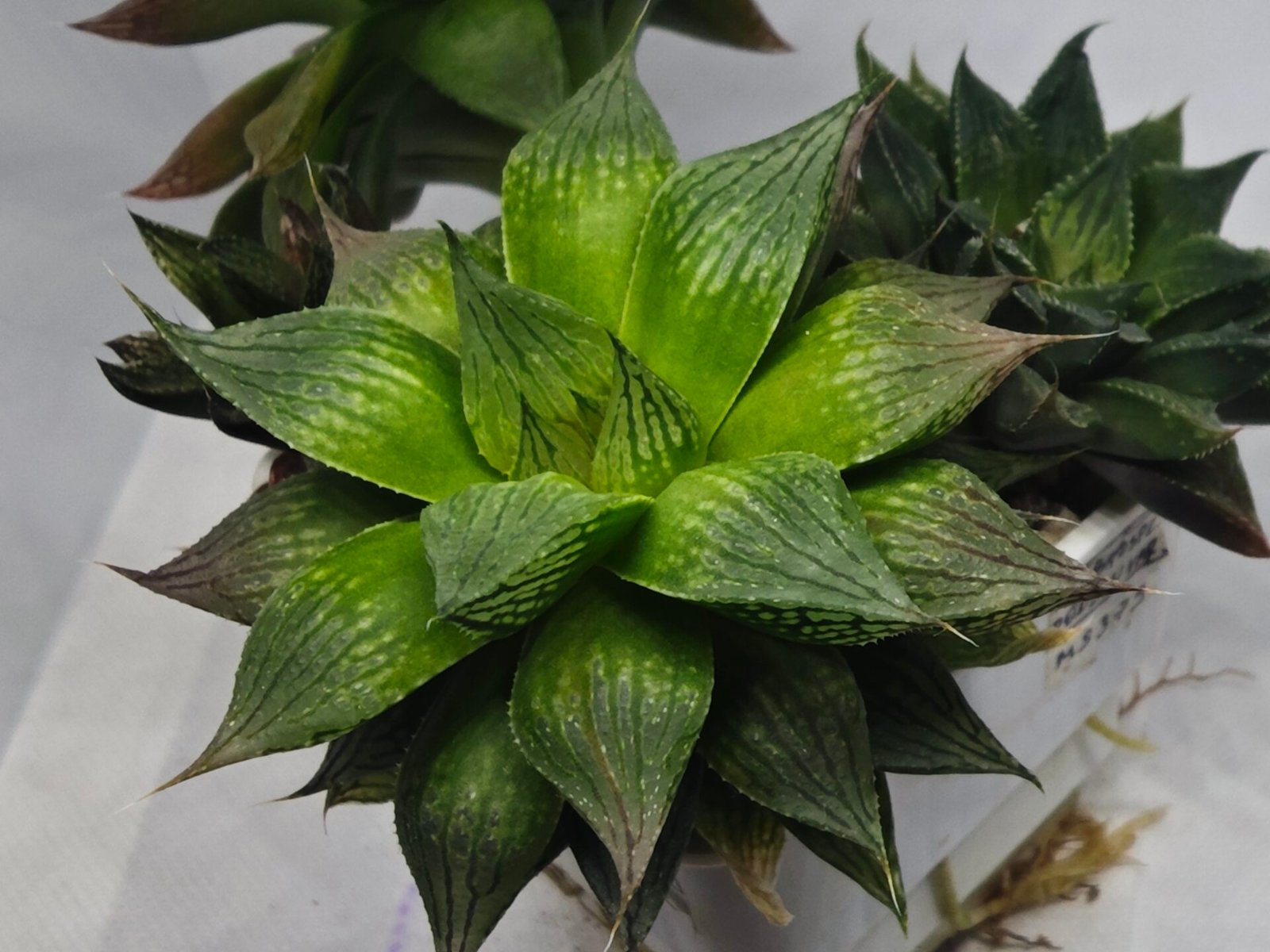 Haworthia Seedling MS382 Hikaru Genji x Marble - 4
