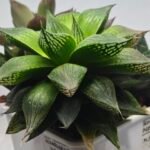 Haworthia Seedling MS382 Hikaru Genji x Marble - 5