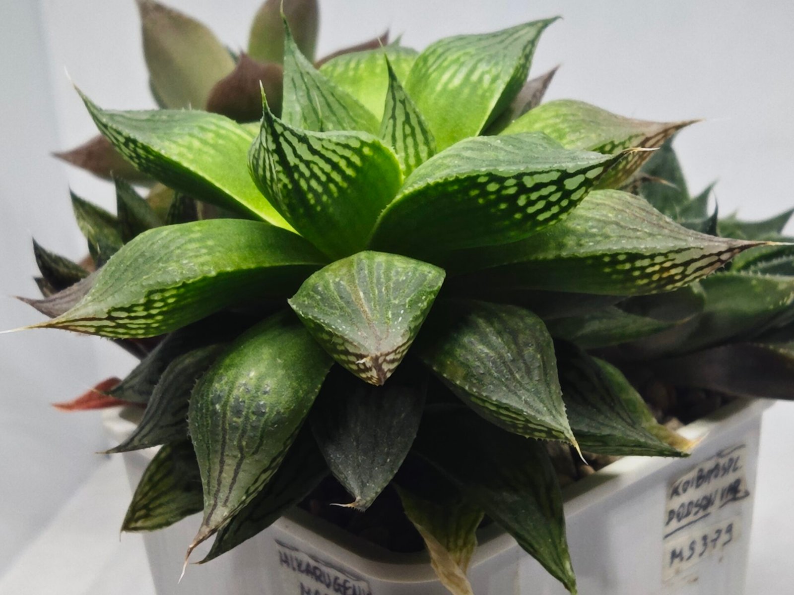 Haworthia Seedling MS382 Hikaru Genji x Marble - 5