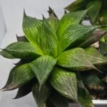 Haworthia Seedling MS382 Hikaru Genji x Marble - 6