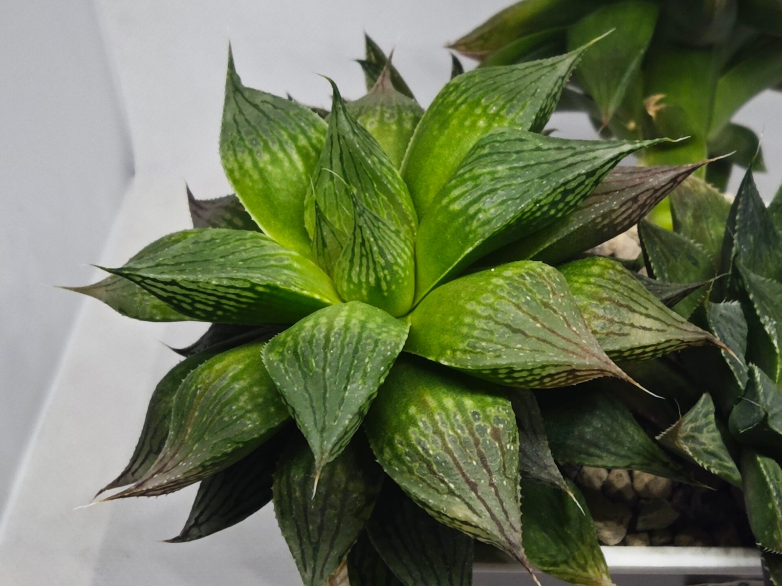 Haworthia Seedling MS382 Hikaru Genji x Marble - 6