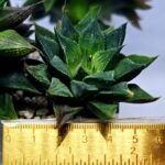 Haworthia Seedling MS379 Koibito Splendens x Dodson Variegated - 1