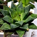 Haworthia Seedling MS379 Koibito Splendens x Dodson Variegated - 2