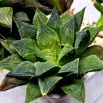 Haworthia Seedling MS379 Koibito Splendens x Dodson Variegated - 3