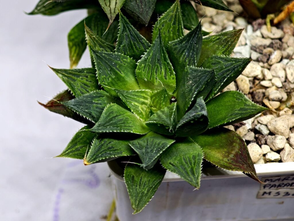 Home 2 Haworthia Seedling MS379 Koibito Splendens x Dodson Variegated - 4