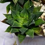 Haworthia Seedling MS379 Koibito Splendens x Dodson Variegated - 4