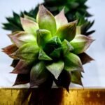 Haworthia Seedling MS380 Marble Variegated x Paradise Flower - 1
