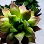 Haworthia Seedling MS380 Marble Variegated x Paradise Flower - 2