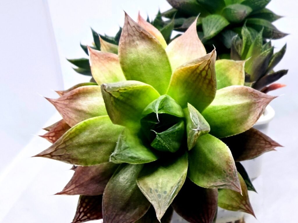 Haworthia Seedling MS380 Marble Variegated x Paradise Flower - 3
