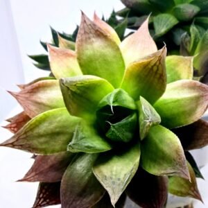 Haworthia Seedling MS380 Marble Variegated x Paradise Flower - 3