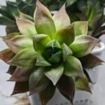Haworthia Seedling MS380 Marble Variegated x Paradise Flower - 4