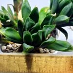 Haworthia Seedling MS375 Betsu Yamada x Retusa Reverse Variegated - 1