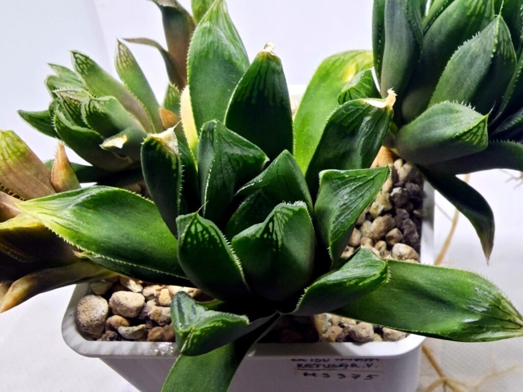 Home 2 Haworthia Seedling MS375 Betsu Yamada x Retusa Reverse Variegated - 2