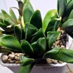 Haworthia Seedling MS375 Betsu Yamada x Retusa Reverse Variegated - 2