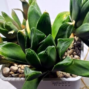 Haworthia Seedling MS375 Betsu Yamada x Retusa Reverse Variegated - 2