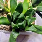 Haworthia Seedling MS375 Betsu Yamada x Retusa Reverse Variegated - 3