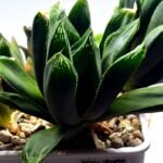 Haworthia Seedling MS375 Betsu Yamada x Retusa Reverse Variegated - 4