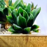Haworthia Seedling MS376 Betsu Yamada x Retusa Reverse Variegated - 1