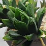Haworthia Seedling MS376 Betsu Yamada x Retusa Reverse Variegated - 2