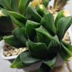 Haworthia Seedling MS376 Betsu Yamada x Retusa Reverse Variegated - 3