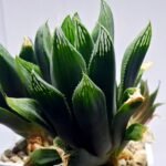 Haworthia Seedling MS376 Betsu Yamada x Retusa Reverse Variegated - 4