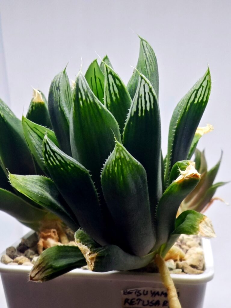 Haworthia Seedling MS376 Betsu Yamada x Retusa Reverse Variegated - 4