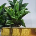 Haworthia Seedling MS371 Betsu Yamada x Kobiotori - 1