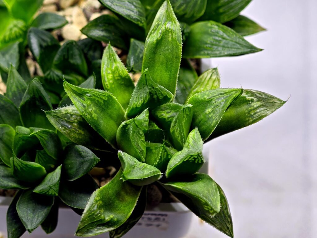 Home 1 Haworthia Seedling MS371 Betsu Yamada x Kobiotori - 2