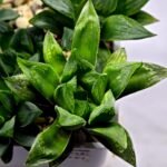 Haworthia Seedling MS371 Betsu Yamada x Kobiotori - 2