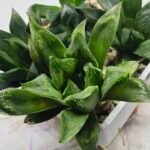 Haworthia Seedling MS371 Betsu Yamada x Kobiotori - 3