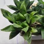 Haworthia Seedling MS371 Betsu Yamada x Kobiotori - 4